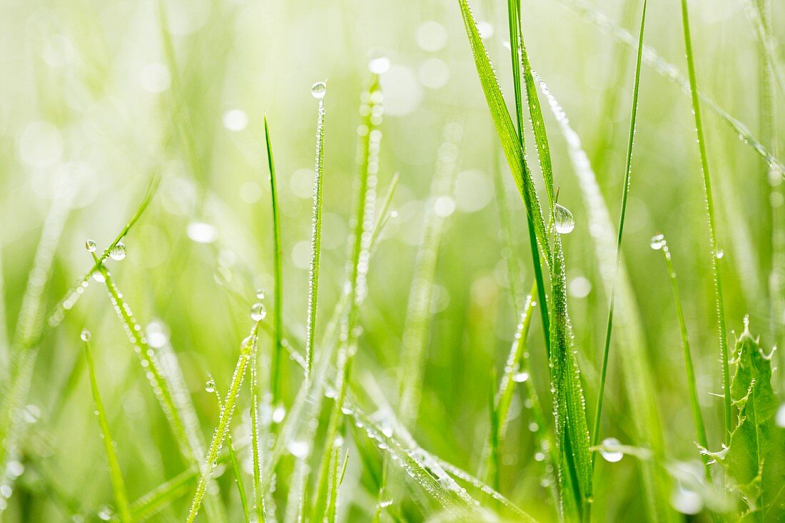 Droplets of water on blades of grass