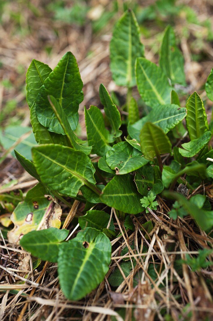 Sauerampfer (Rumex acetosa)