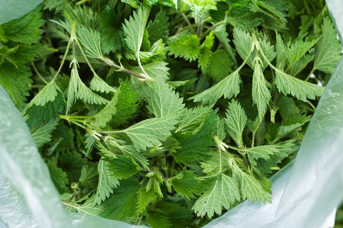 Stinging nettle leaves (Urtica Dioica)
