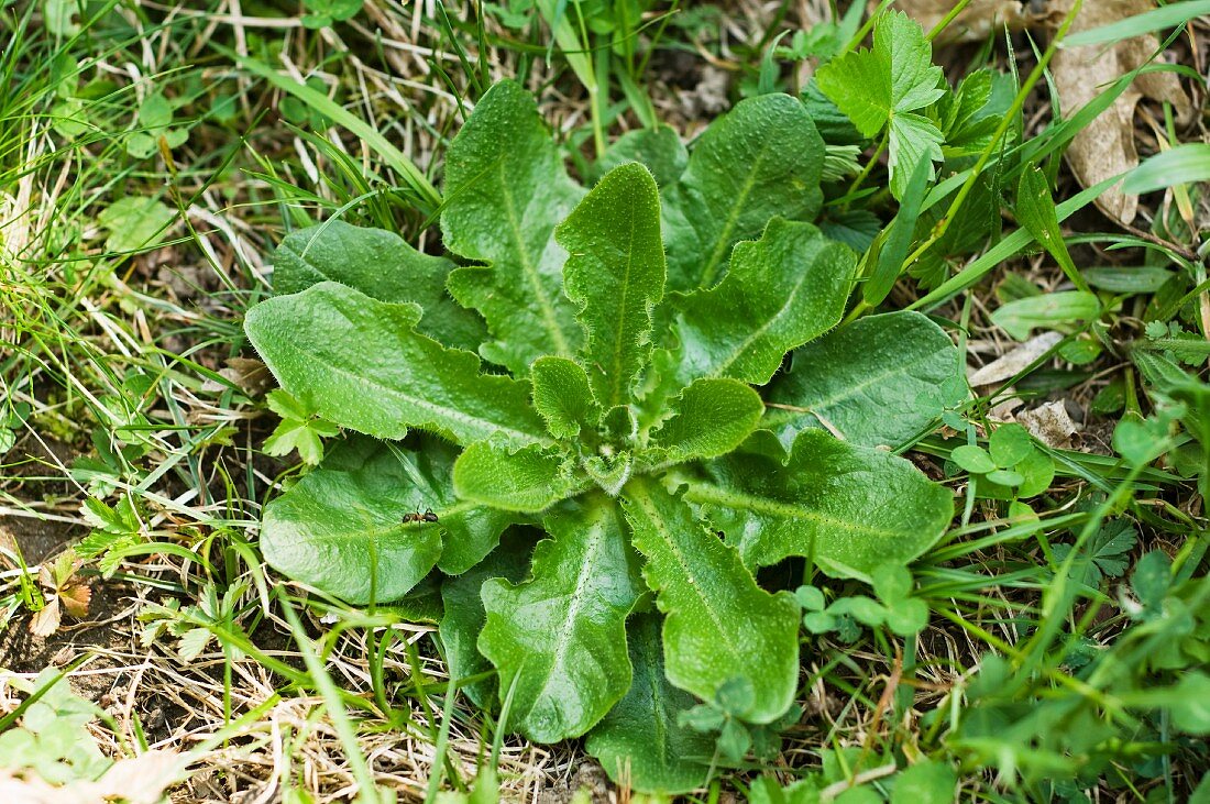 Wiesen-Ferkelkraut (Hipochaeris radicata)