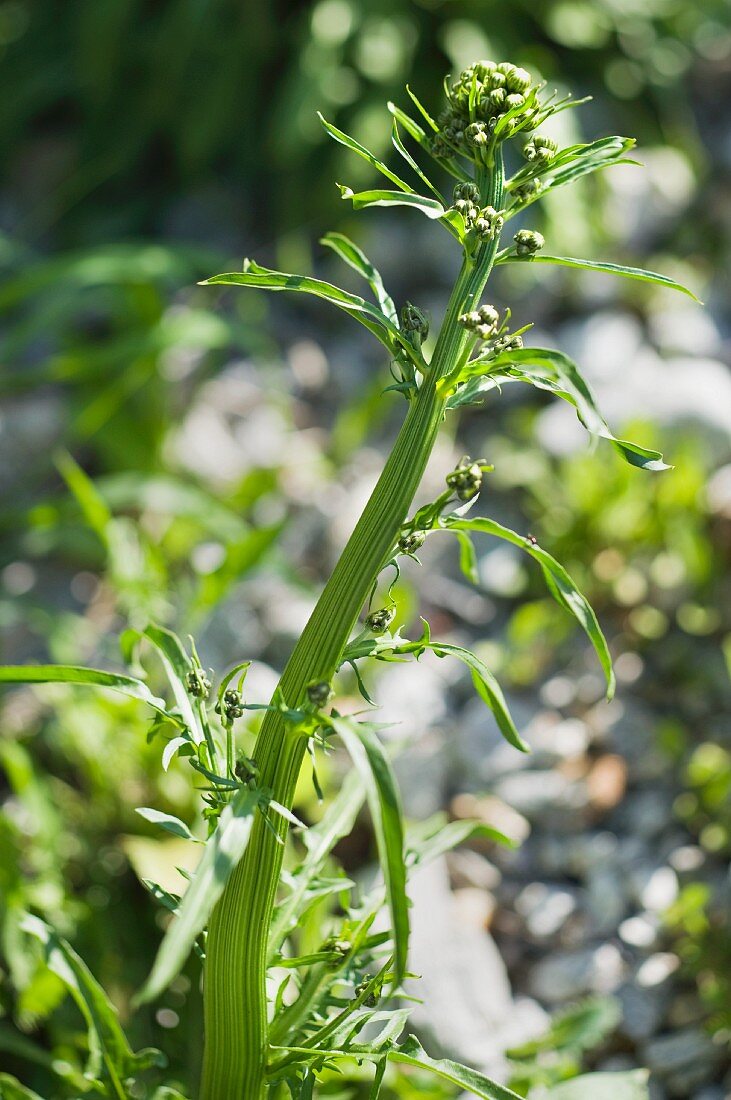 Wiesen-Pippau (Crepis biennis)