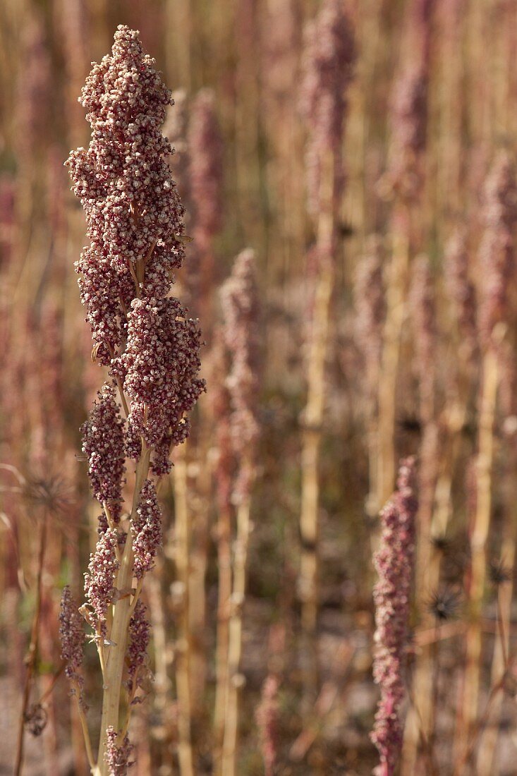 Quinoa auf dem Feld