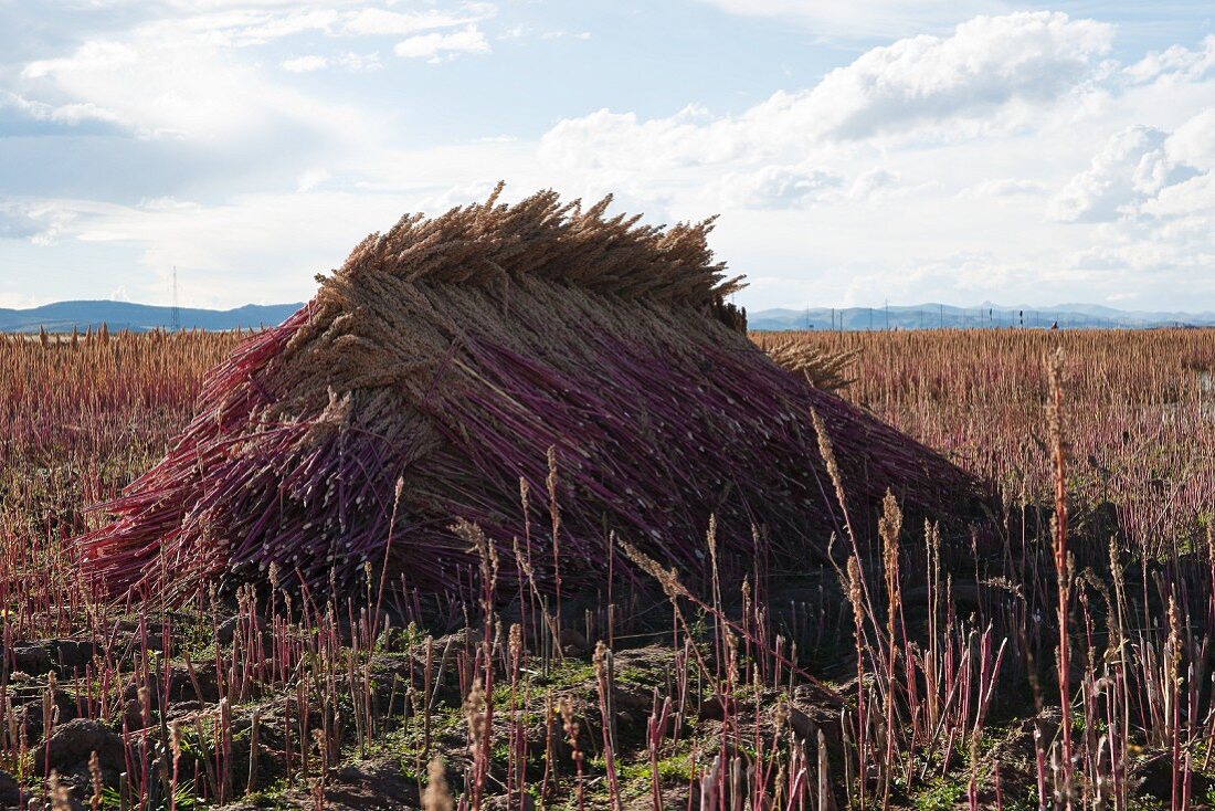 Quinoa-Ähren trocknen auf einem Feld in den Anden (Peru)