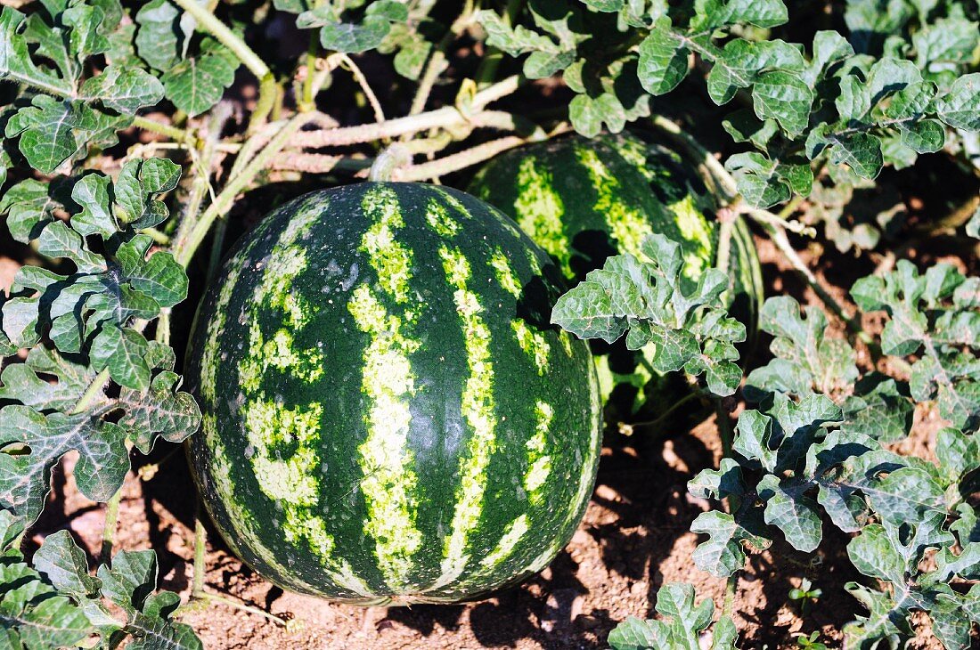 A watermelon in a field