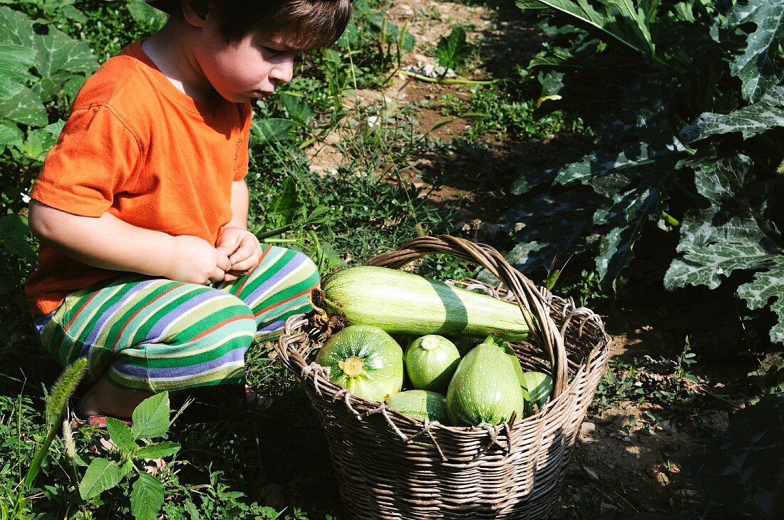 Kleiner Junge sitzt vor Korb mit frisch gepflückten Zucchini