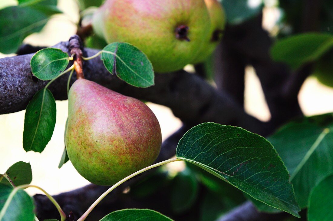 Pears on the tree