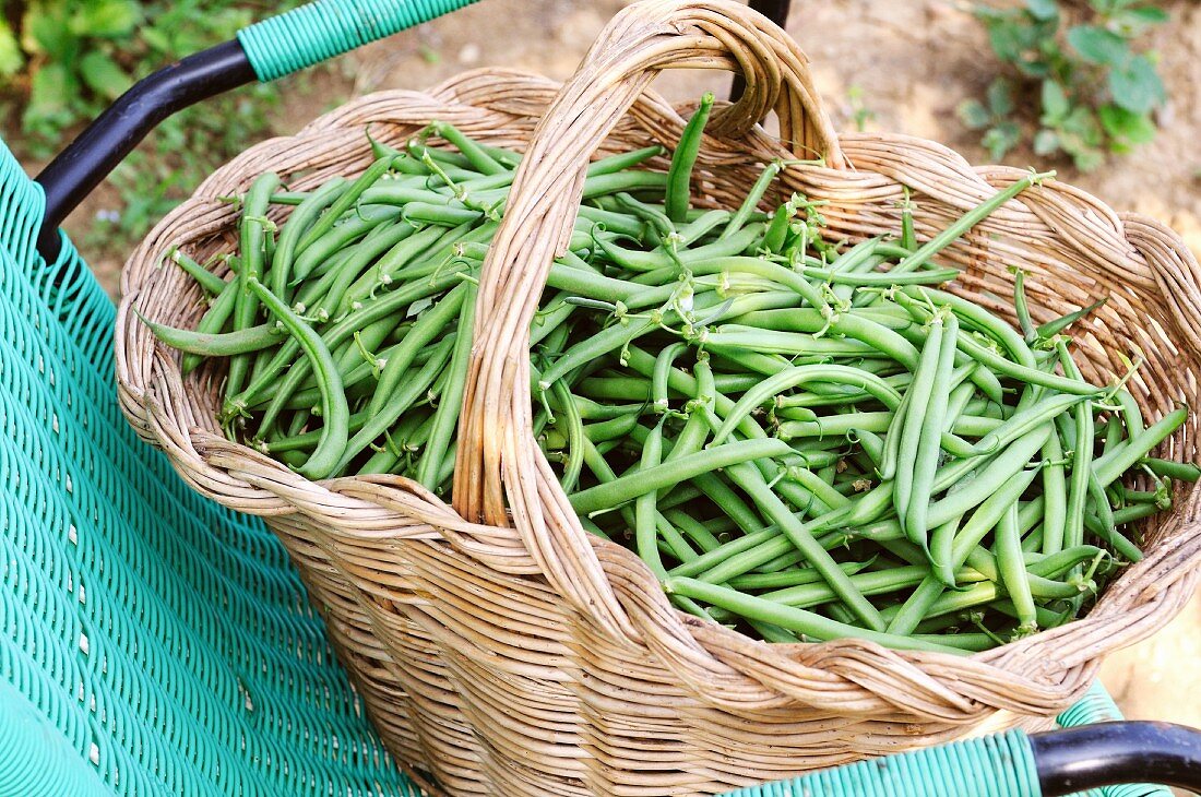 A basket of freshly harvested green beans