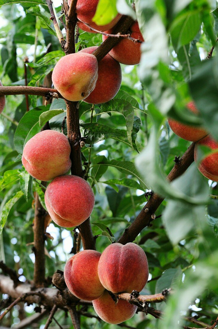 Peaches on the tree