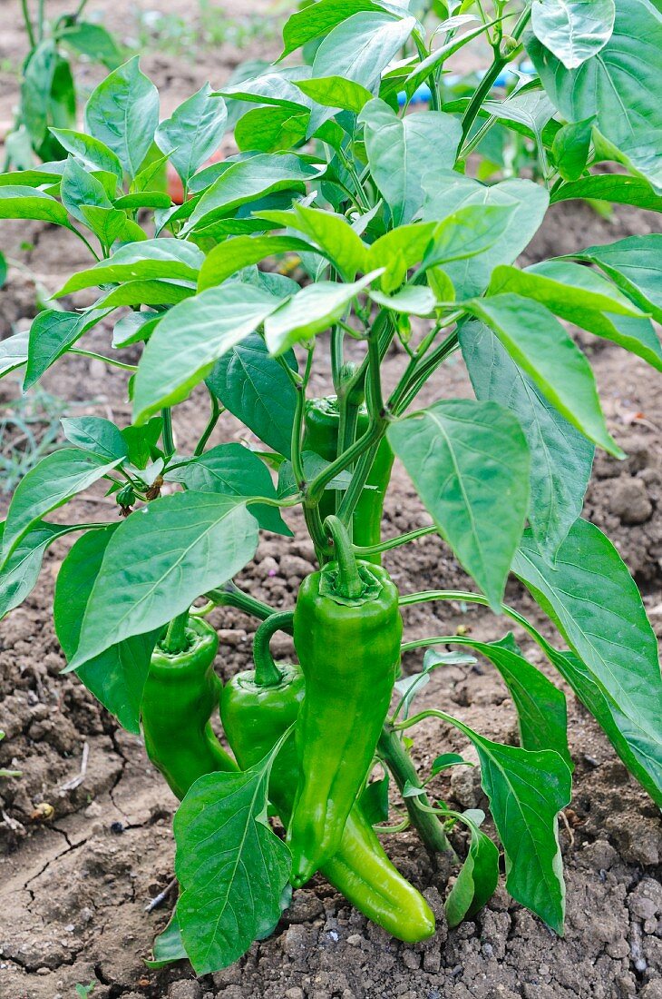 Green pointed peppers growing in a field