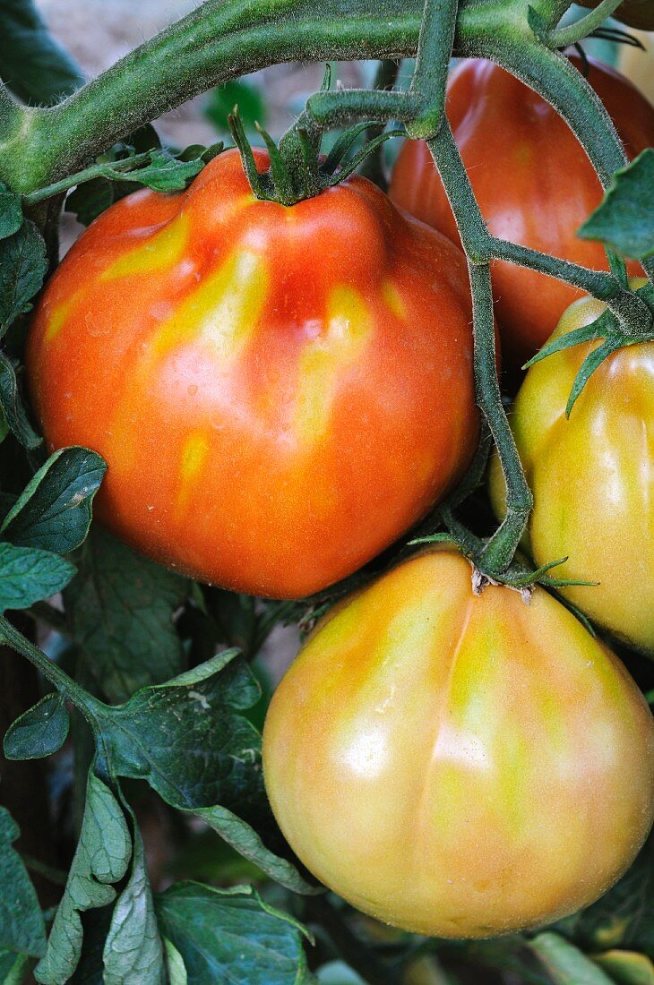 Tomatoes on the plant
