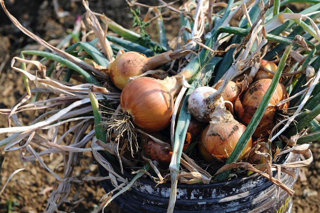 Freshly harvested onions in a bucket