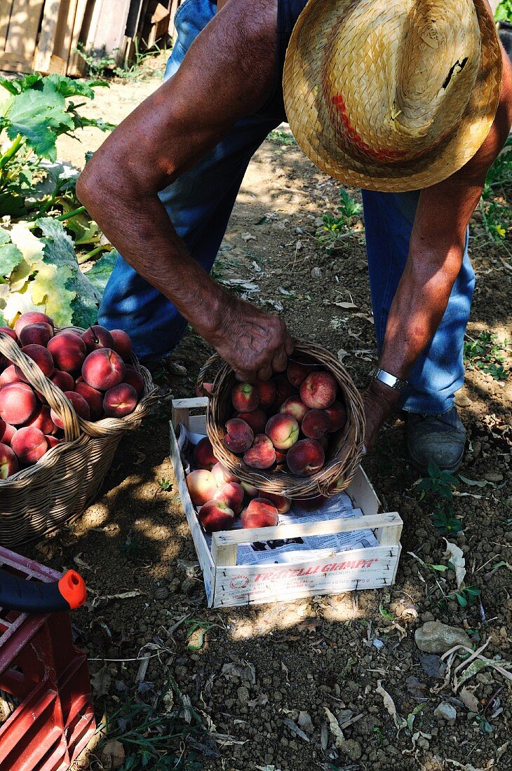 An older man transferring freshly picked peaches into a crate