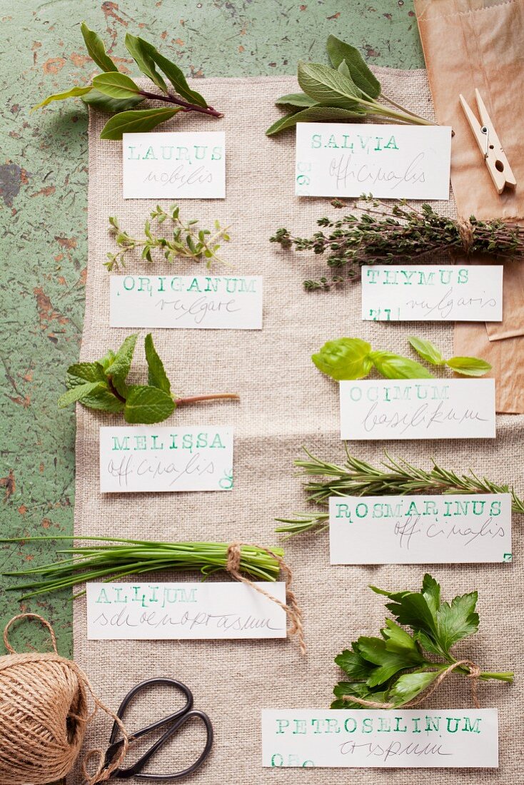 Various fresh herbs and their Latin names