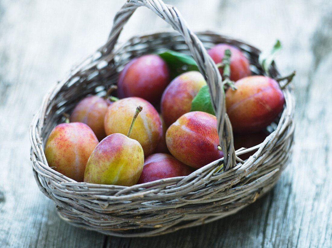 A basket of Victoria plums