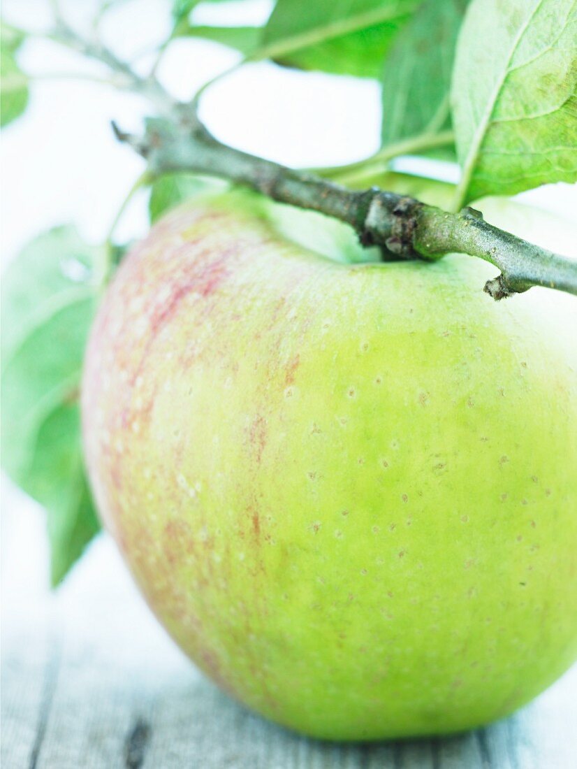 An apple on a twig (Peasegood Nonsuch)