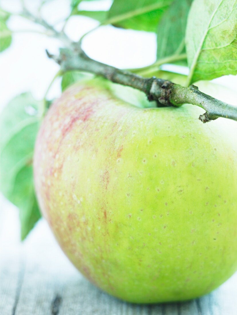 Apfel am Zweig (Sorte Peasegood Nonsuch)