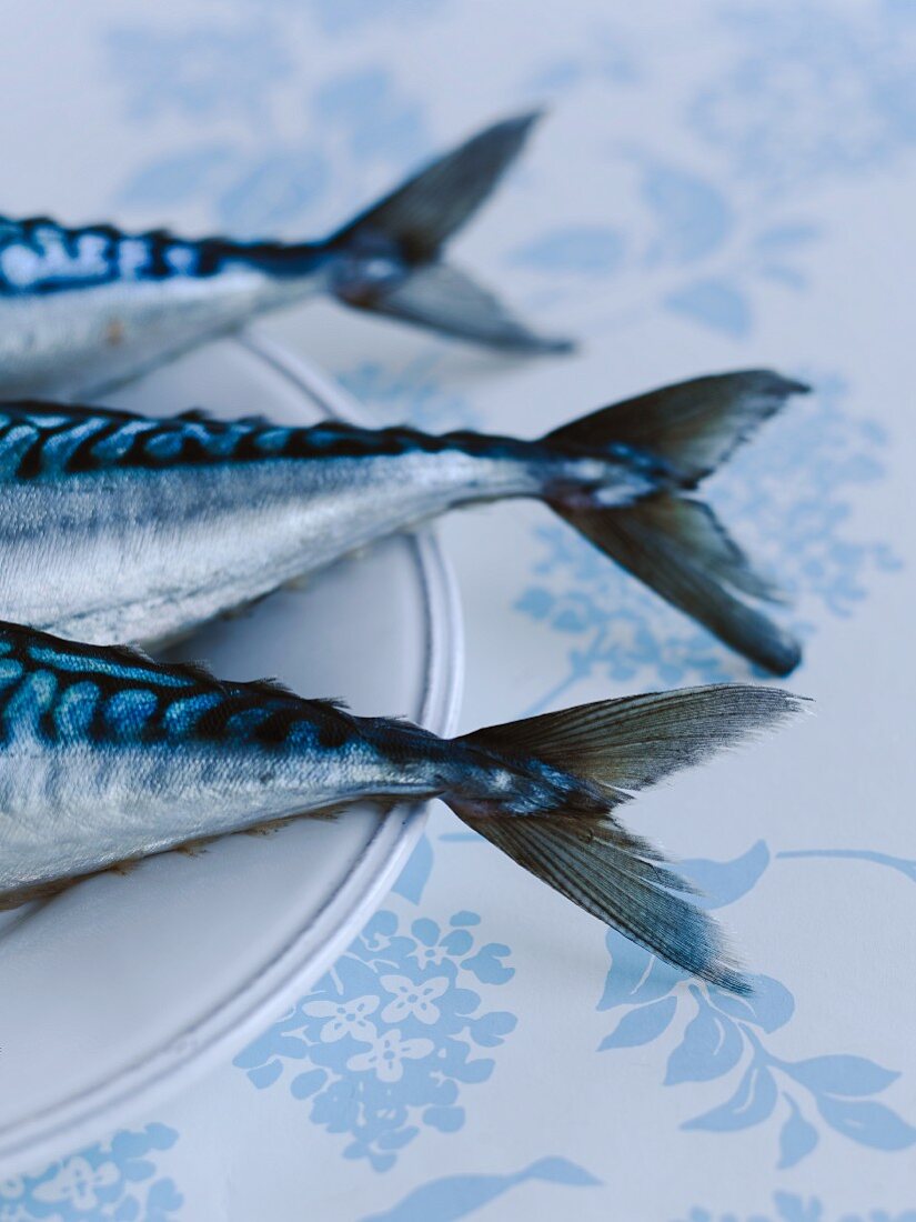 Three fresh mackerel (detail)