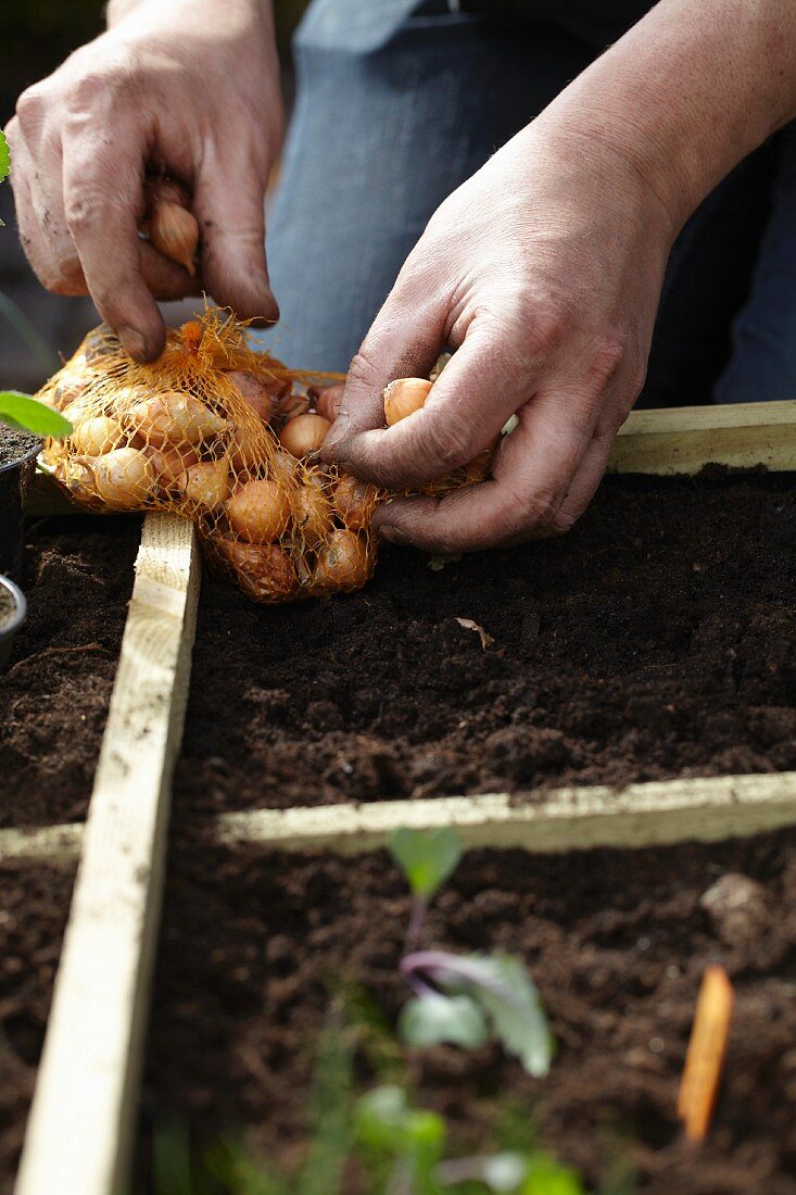 Planting out onion sets