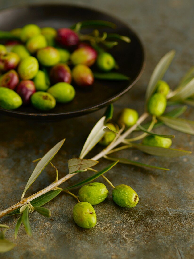 Olivenzweig und Schale mit frischen Oliven