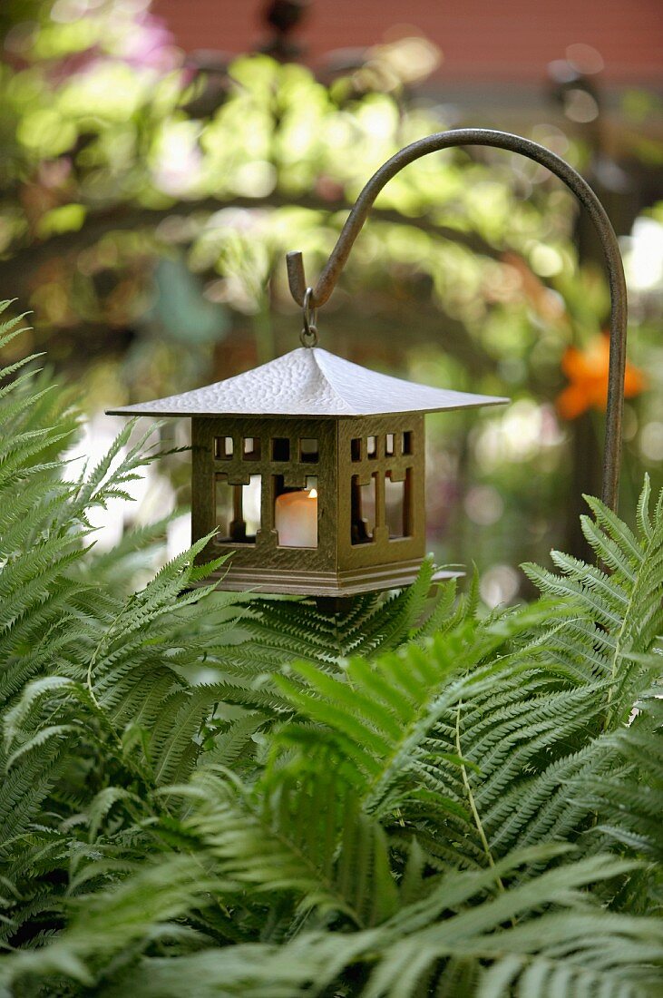 Lantern amongst ferns