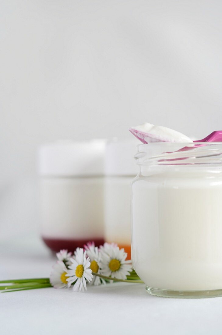 Jars of homemade yogurt with and without fruit