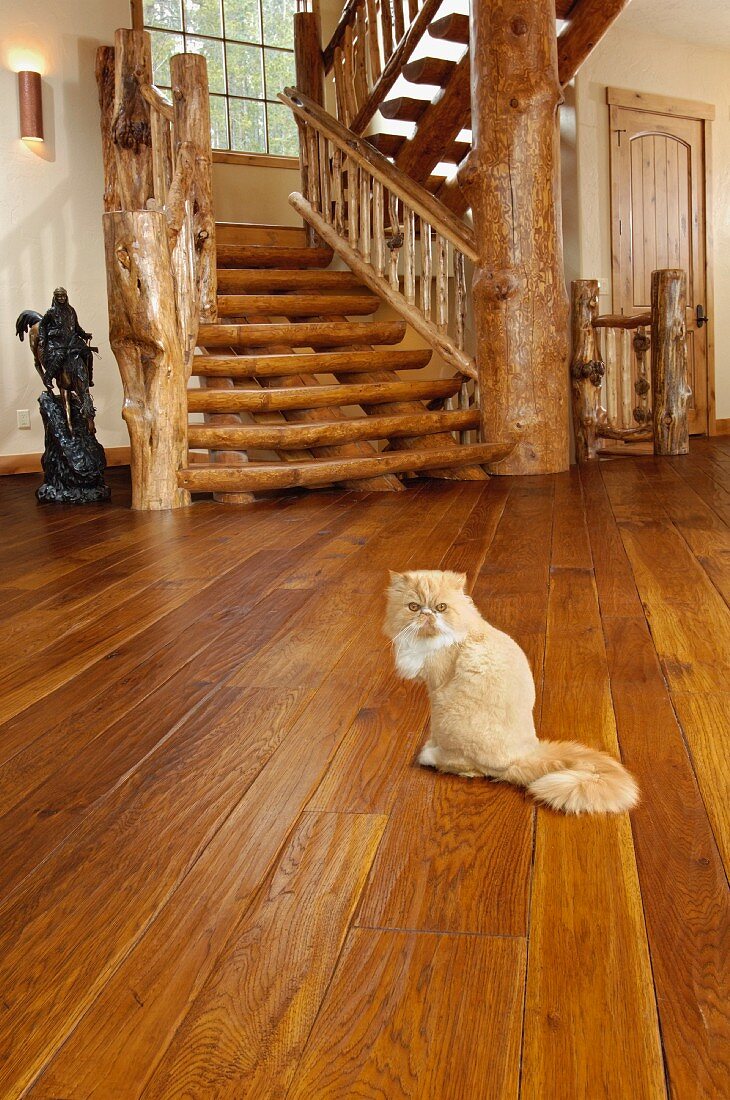 Perserkatze auf dem Dielenboden aus Walnuss-Holz vor rustikaler Baumstamm-Treppe