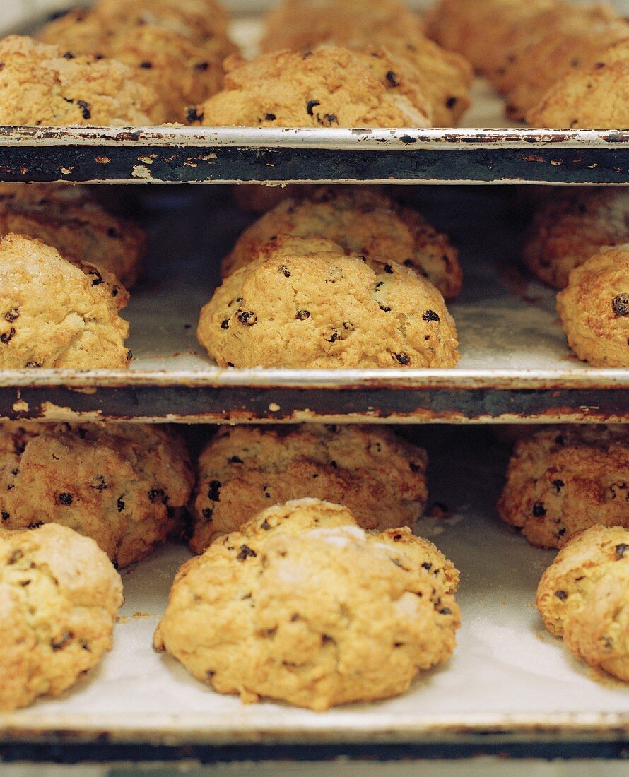 Backbleche mit Rosinenscones