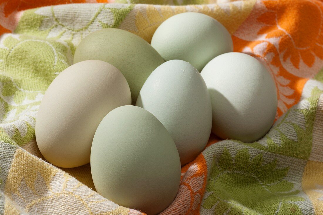 Fresh Araucana Eggs