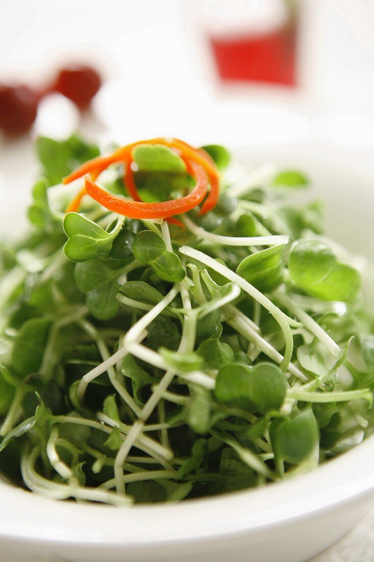 Salad vegetable shoots