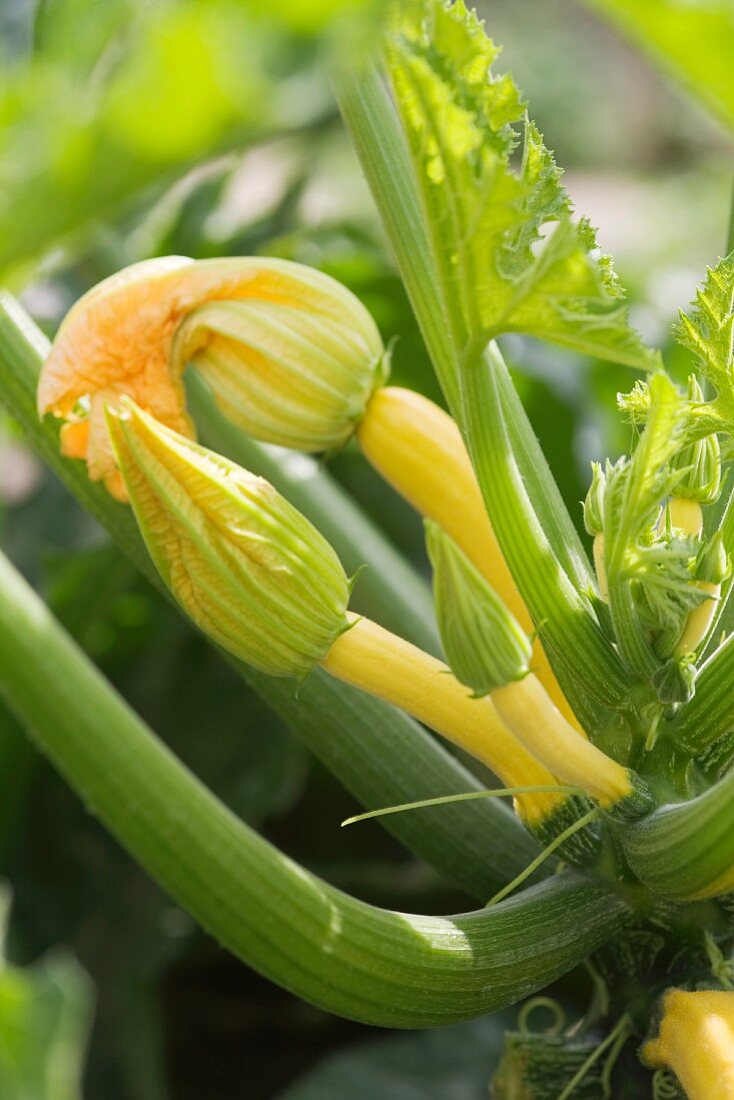 Gelbe Zucchini an der Pflanze (Close Up)