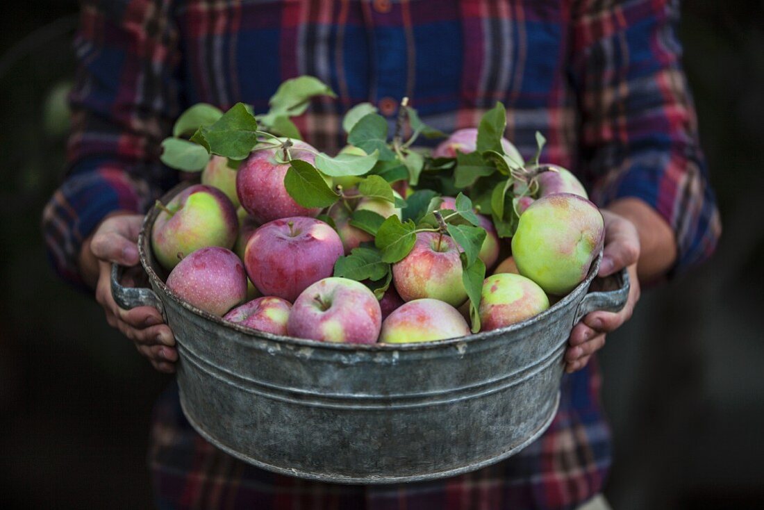 Person hält Zinkwanne mit frisch geernteten Äpfeln