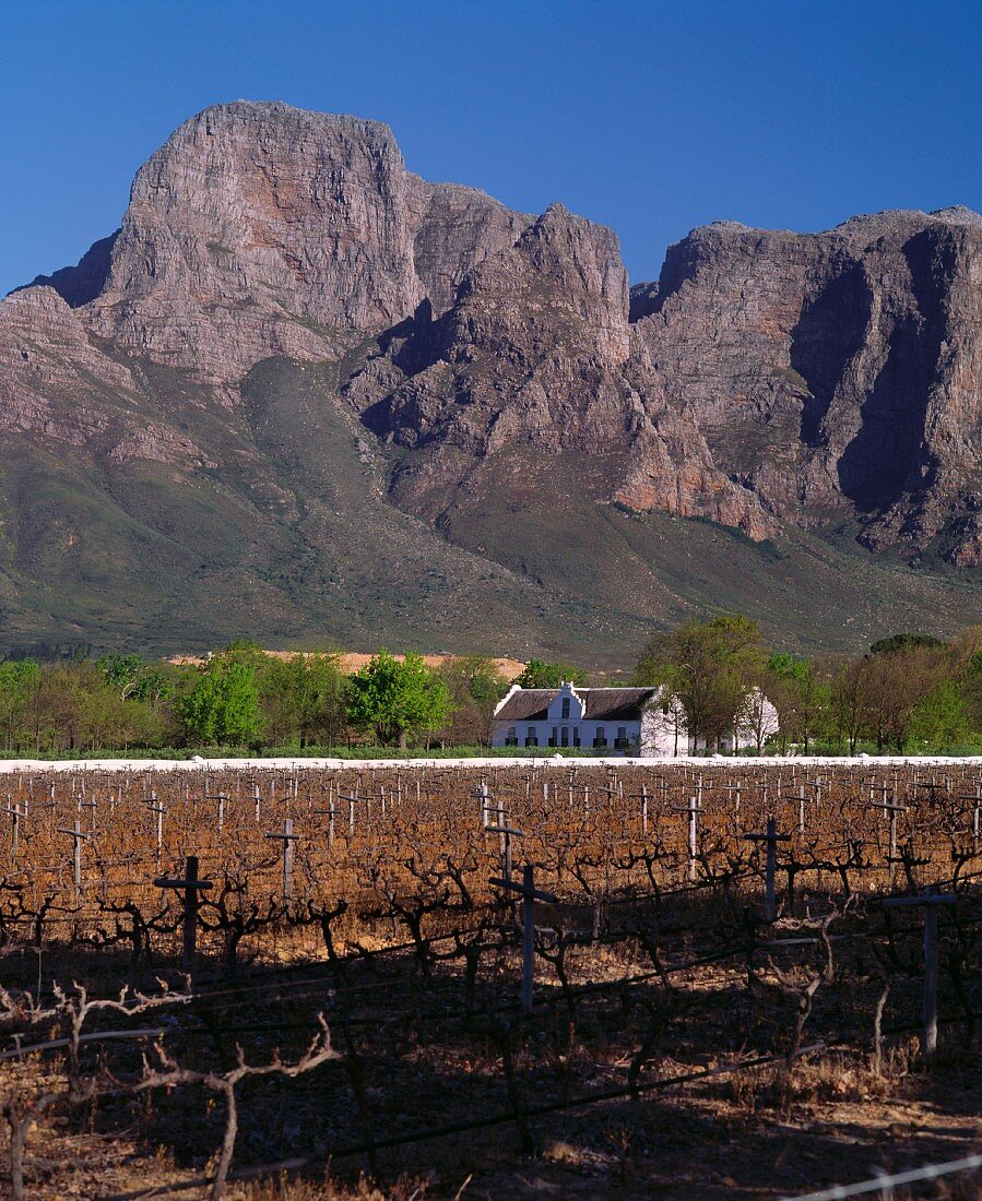 Boschendal Weingut vor dem Simonsberg, Franschhoek, Südafrika