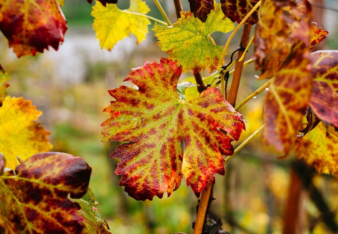 Colourful leaves on a vine