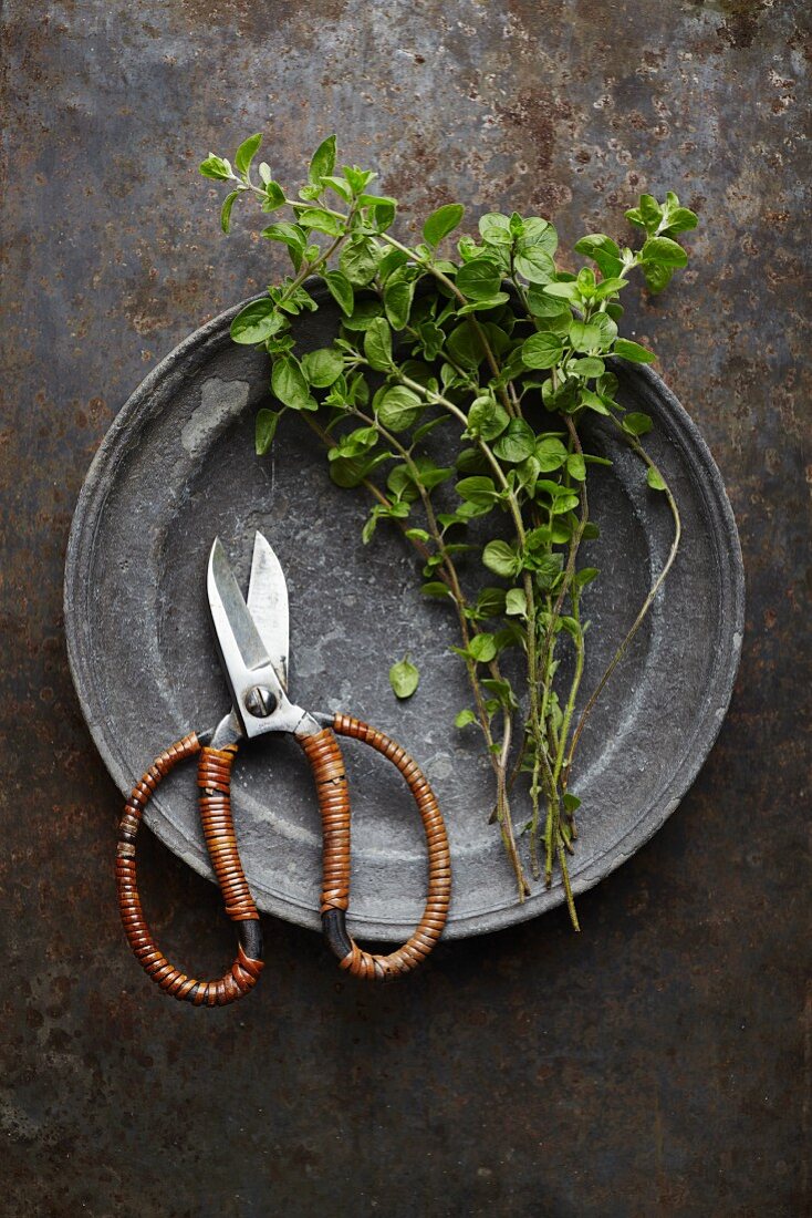 Fresh oregano on an antique pewter plate with a pair of scissors
