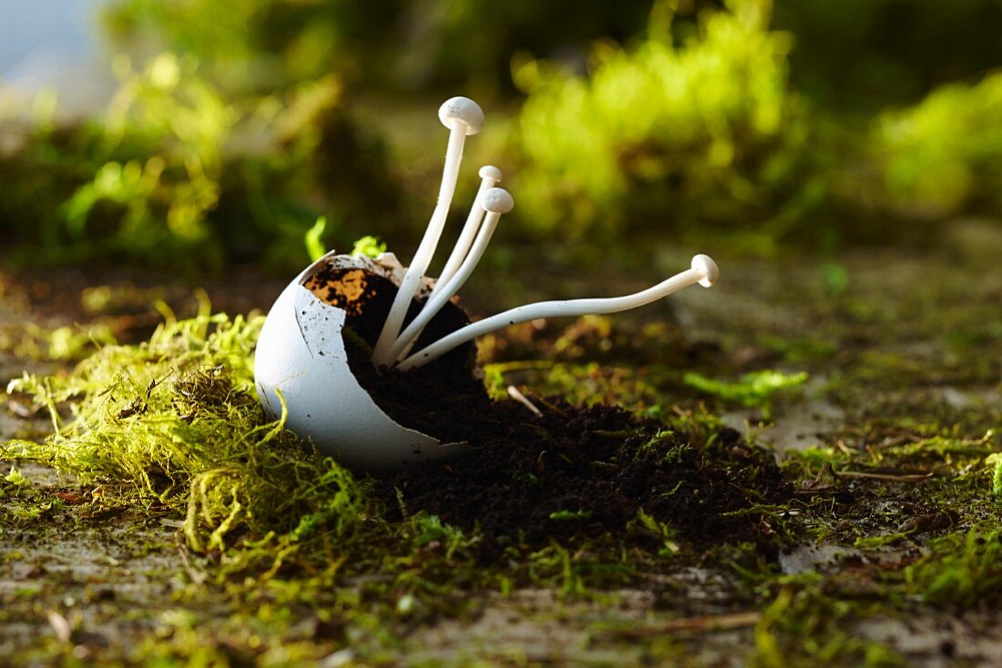 Enoki mushrooms in an eggshell on earth and moss