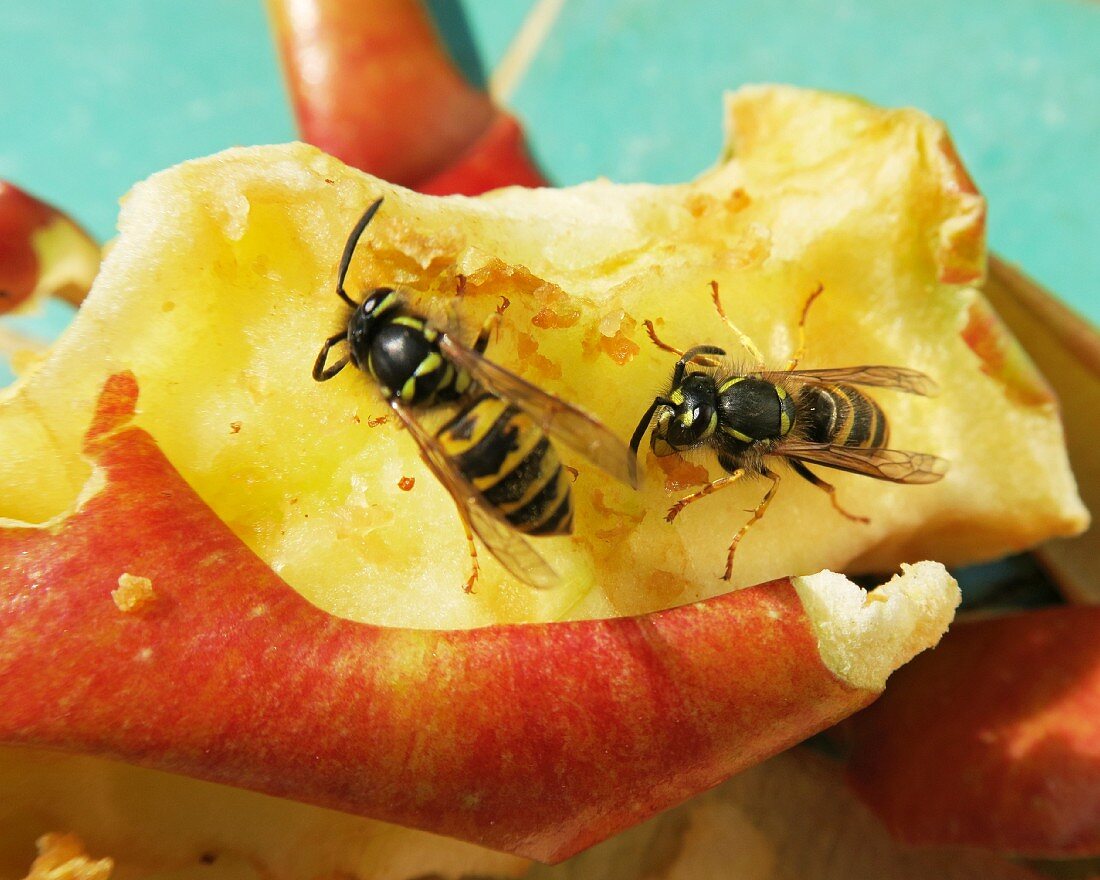 Wasps on a slice of apple