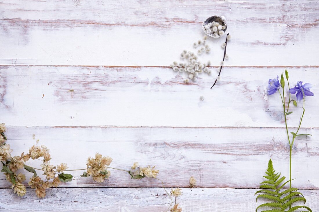 Catkins and columbine on a white wooden surface