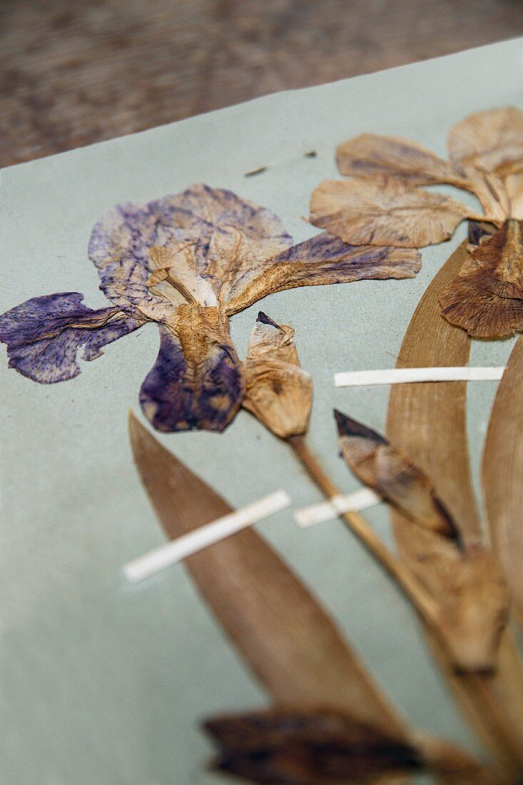 Pressed irises