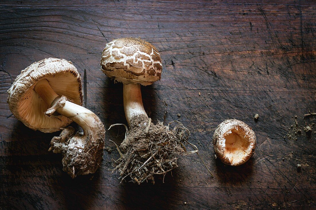 Fresh wild mushrooms with mycelium on a wooden surface