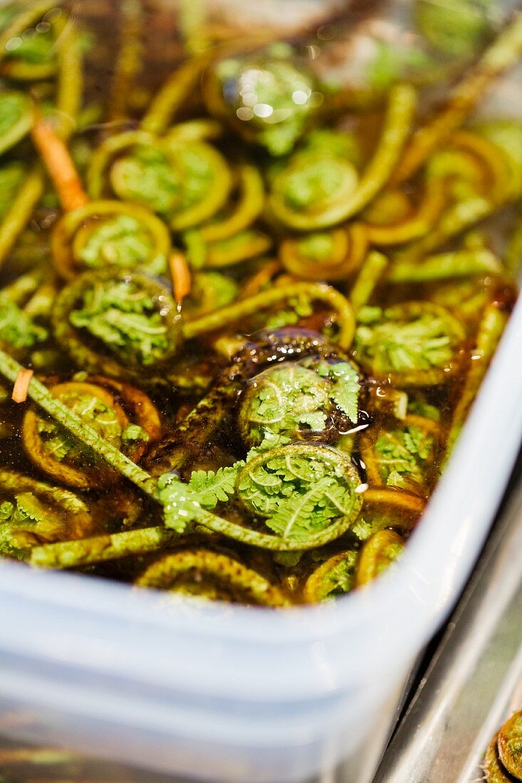 Fiddlehead ferns at the restaurant Oaxen Krog run by chef Magnus Ek, Stockholm