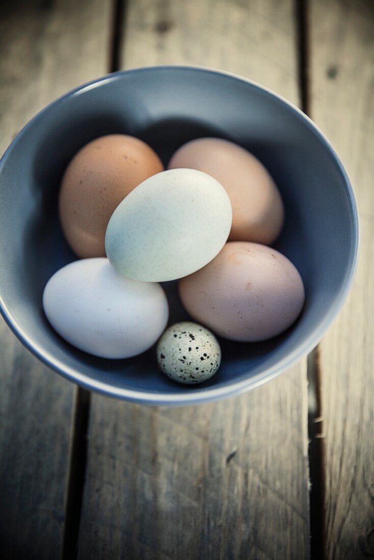 Chicken eggs and a quail's egg
