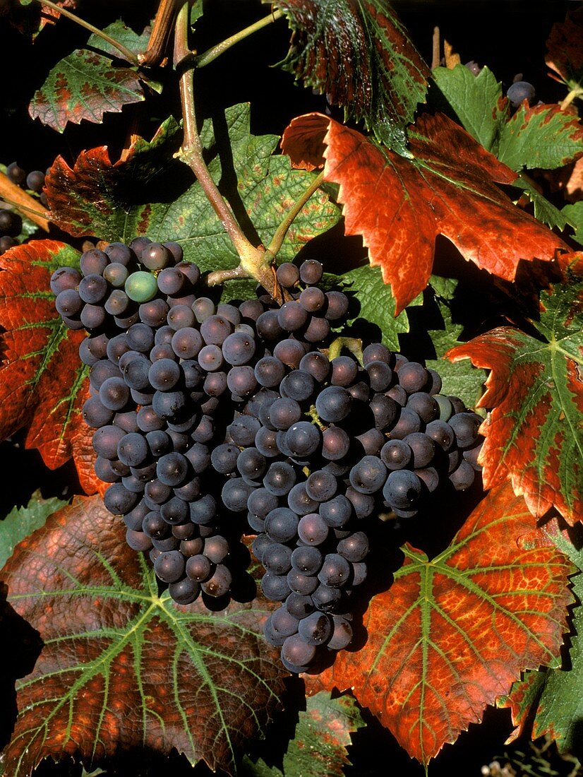 Pinot Noir-Trauben, Montagne de Reims, Champagne, Frankreich