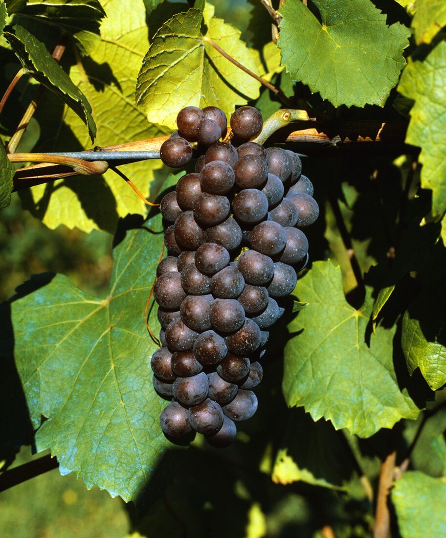 Eine vollreife Pinot Gris-Traube (Grauburgunder)