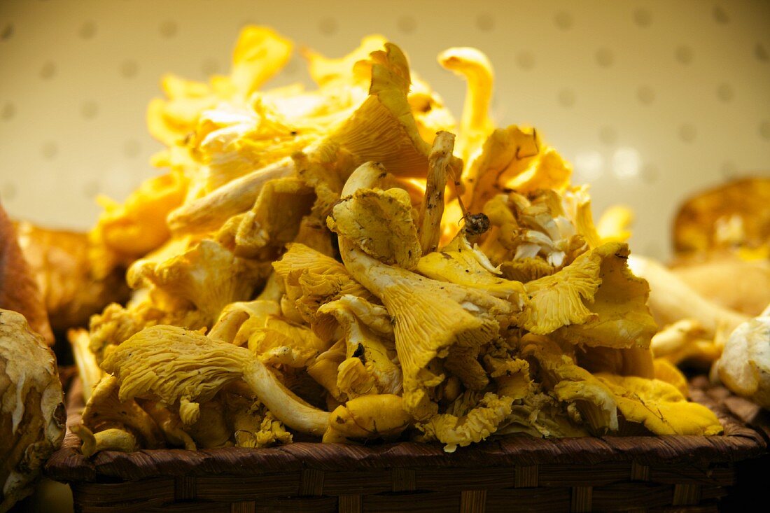 A pile of fresh chanterelle mushrooms