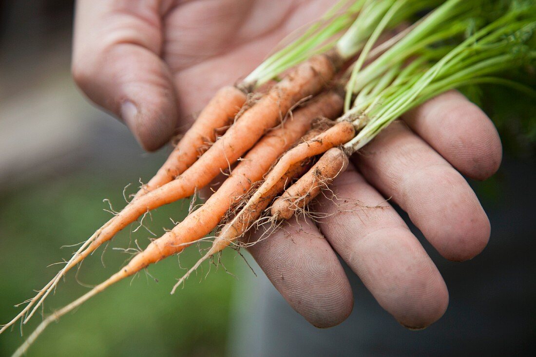 A man holding freshly picked carrots