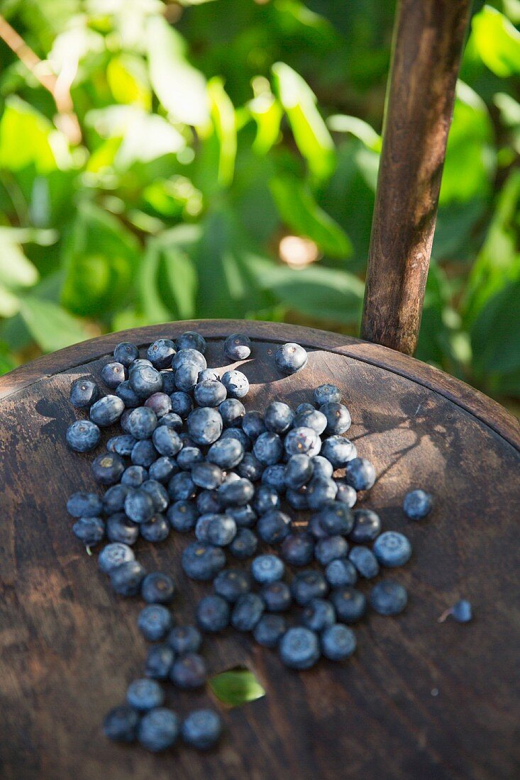 Ripe blueberries on a wooden chair in dappled sunlight