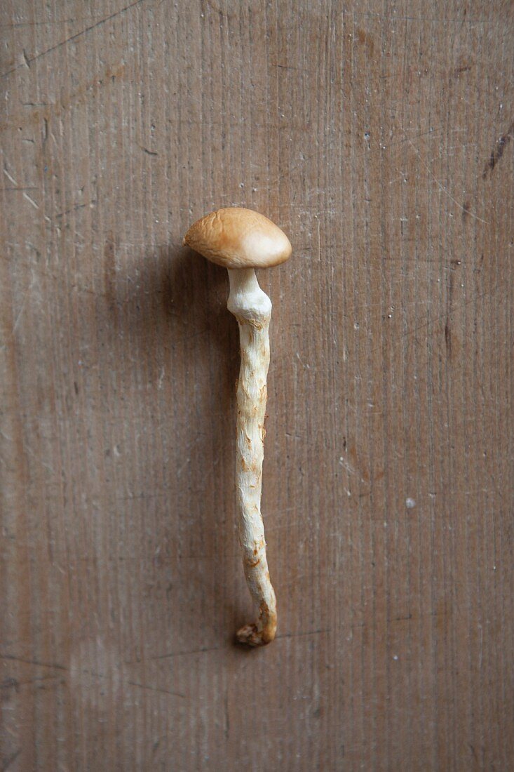A mushroom on a wooden table (seen from above)