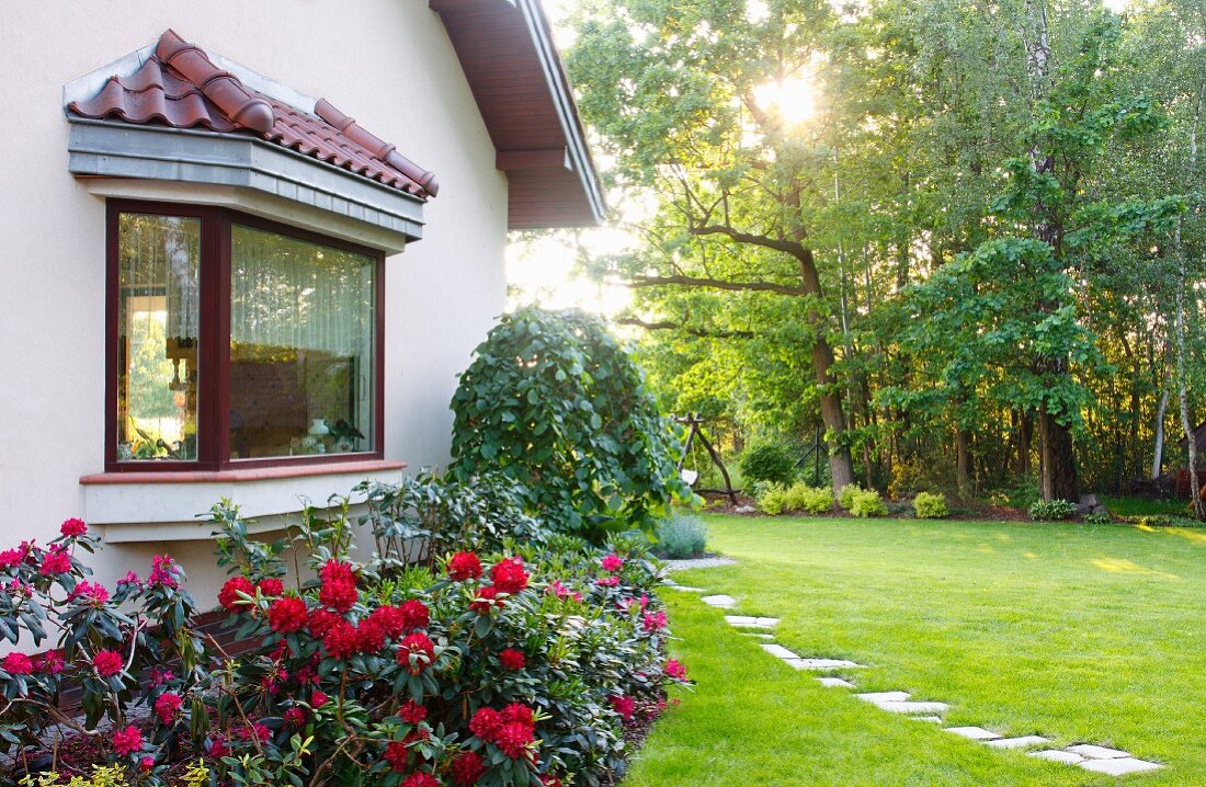 Trees, lawn and red-flowering rhododendron below bay window in sunny garden