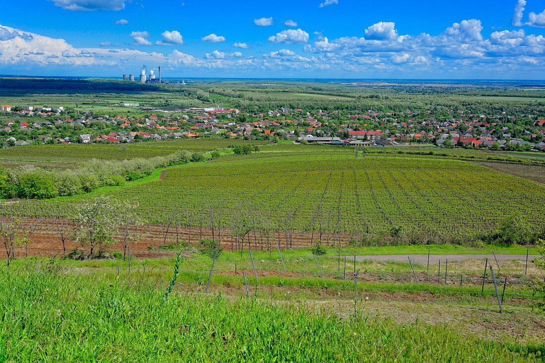 Berühmtes ungarisches Welschriesling Weinbaugebiet in Abasár