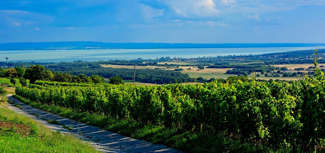 Weinbaugebiet Balatonfüred - Csopak mit Blick auf Plattensee, Ungarn